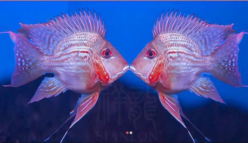 東莞觀賞魚批發市場