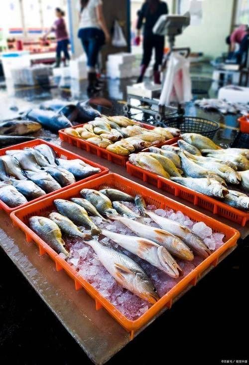 香港觀賞魚批發市場