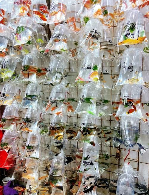 香港觀賞魚批發市場