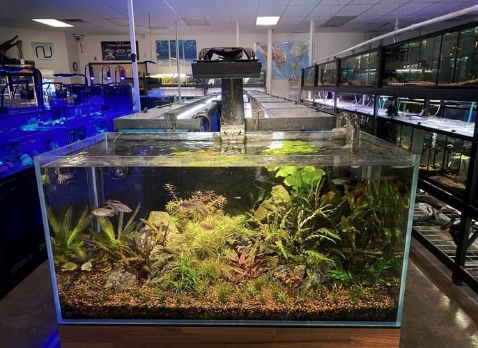 贛州魚缸批發(fā)市場