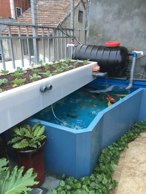 永州龍魚批發(fā)市場