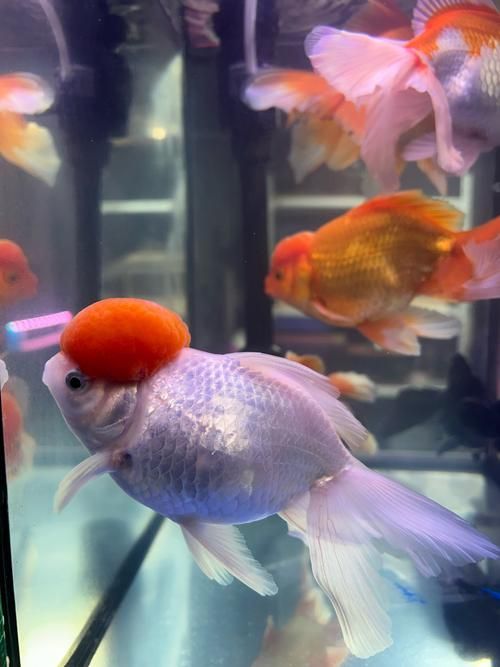 昆明觀賞魚批發市場