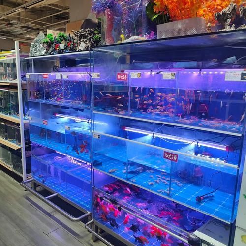 昆明觀賞魚批發市場