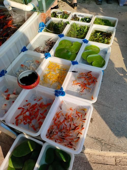 昆明觀賞魚批發市場