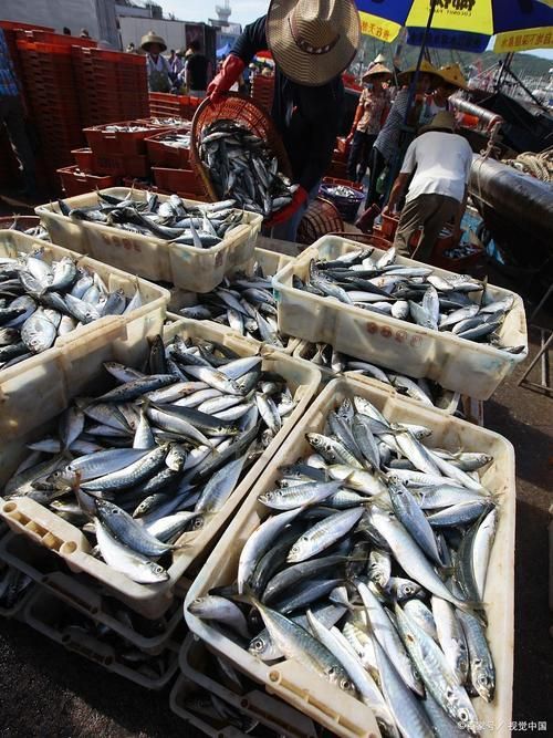香港龍魚批發市場