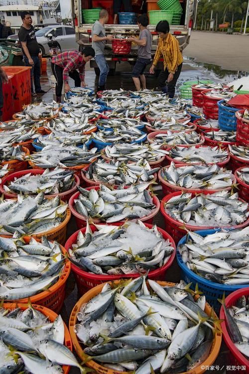 香港龍魚批發市場
