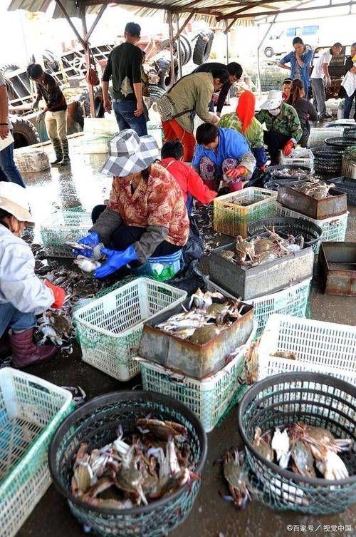 香港龍魚批發市場