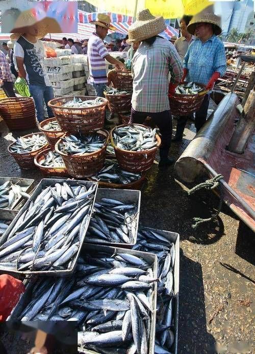 香港龍魚批發市場