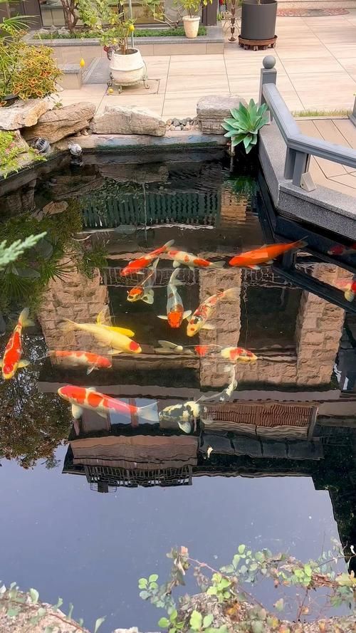 杭州觀賞魚批發市場