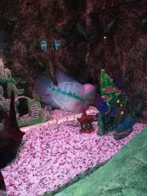 鄭州龍魚批發(fā)市場