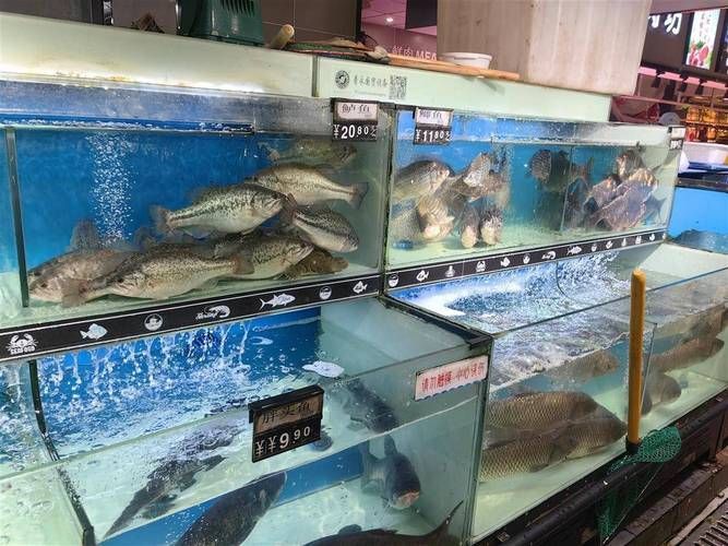 荊州觀賞魚批發市場