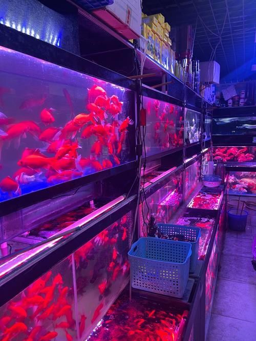 汕頭觀賞魚批發市場