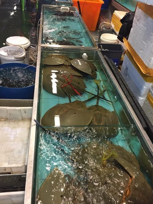 湛江魚缸批發市場
