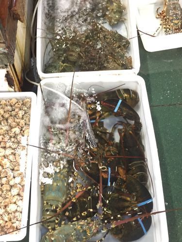 湛江魚缸批發市場