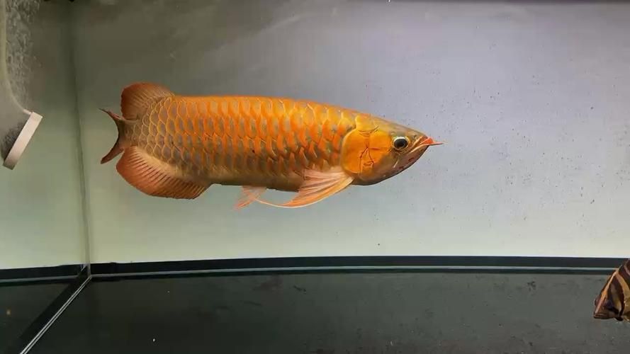 連云港魚缸批發市場