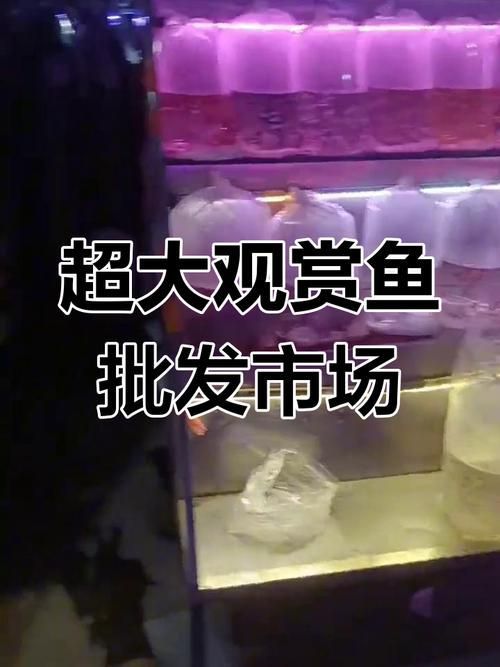 紹興觀賞魚批發市場