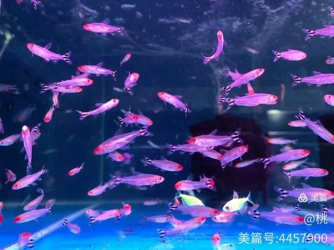 太原觀賞魚批發市場