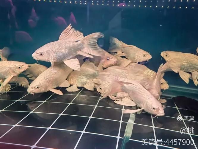 太原觀賞魚批發市場
