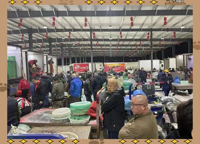 大連觀賞魚批發市場