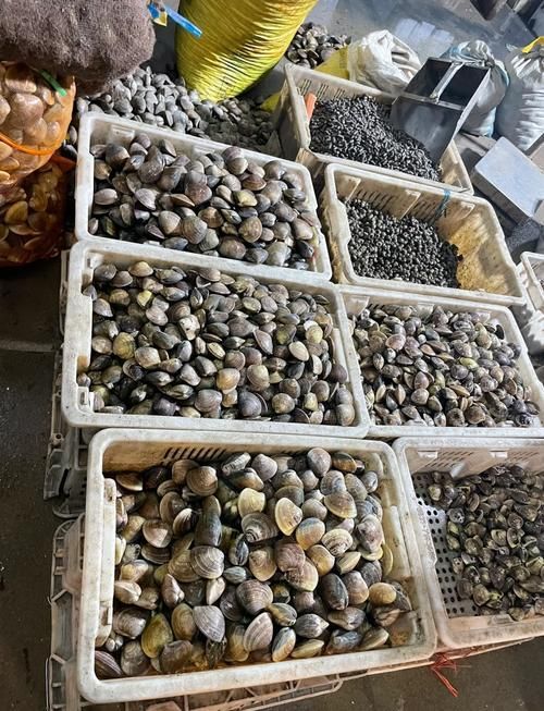 大連觀賞魚批發市場