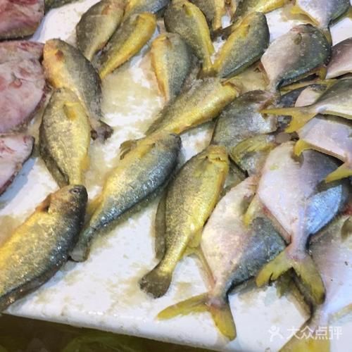 大連觀賞魚批發市場