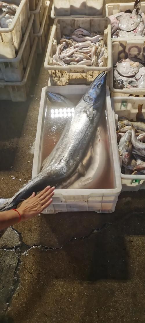大連觀賞魚批發市場