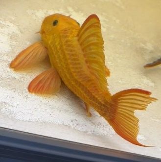 白子魟魚大概多少錢