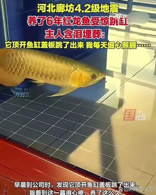 廊坊龍魚批發(fā)市場
