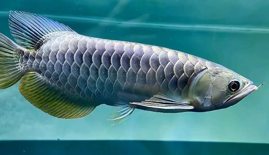 長春水族批發市場