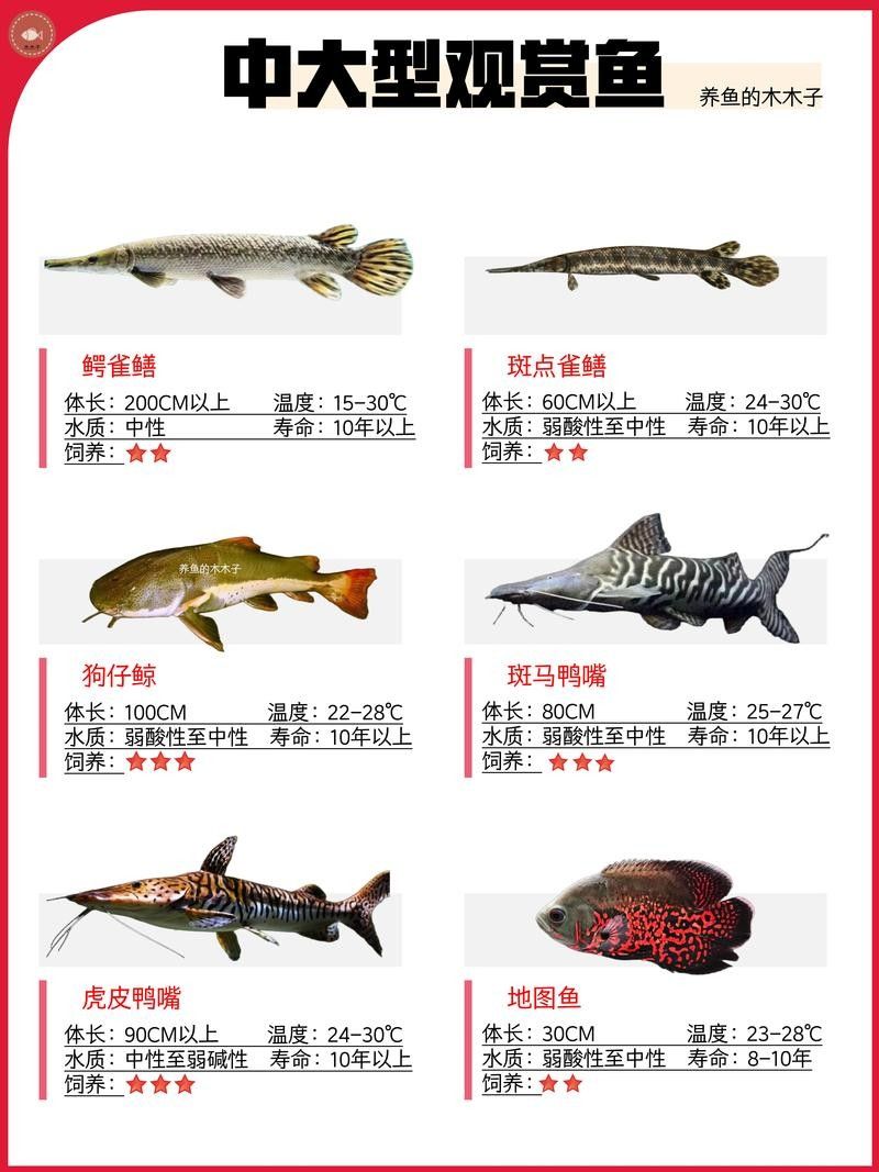 翼城龍魚(yú)是雜牌子還是名牌 翼城龍魚(yú)是雜牌子還是名牌 觀賞魚(yú)百科 第4張