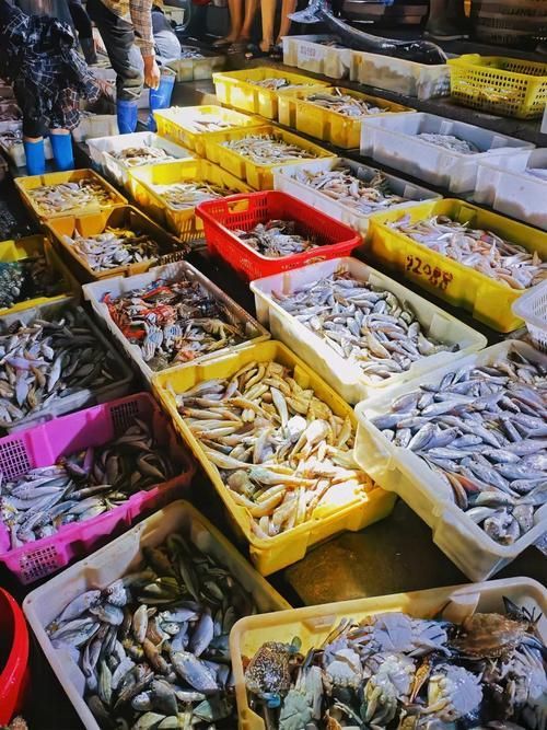 湛江龍魚批發市場