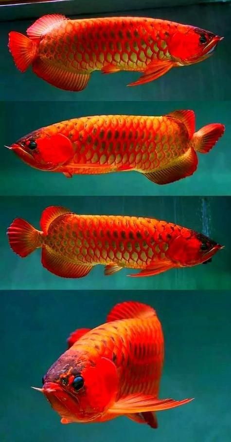 孝感魚缸批發市場 vs祥龍魚場 第11張 孝感魚缸批發市場 孝感魚缸批發市場 vs祥龍魚場 第11張