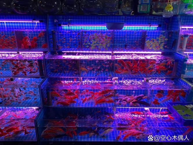 揚州魚缸批發市場
