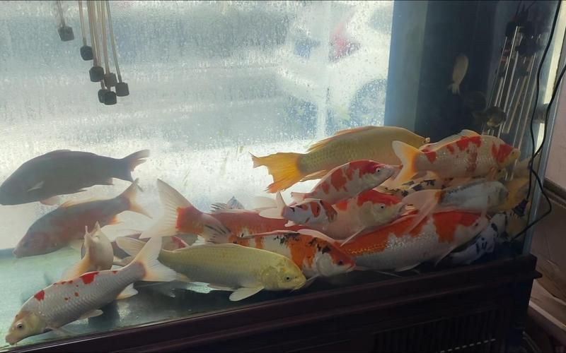 揚州魚缸批發市場
