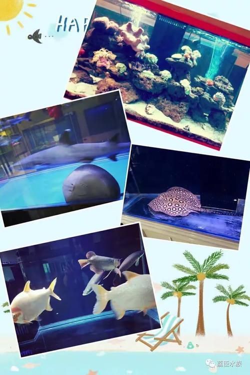 畢節(jié)水族批發(fā)市場(chǎng)