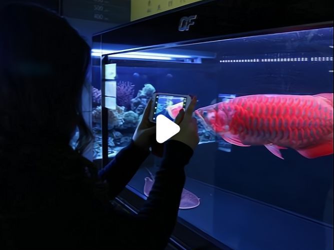 畢節(jié)水族批發(fā)市場(chǎng)