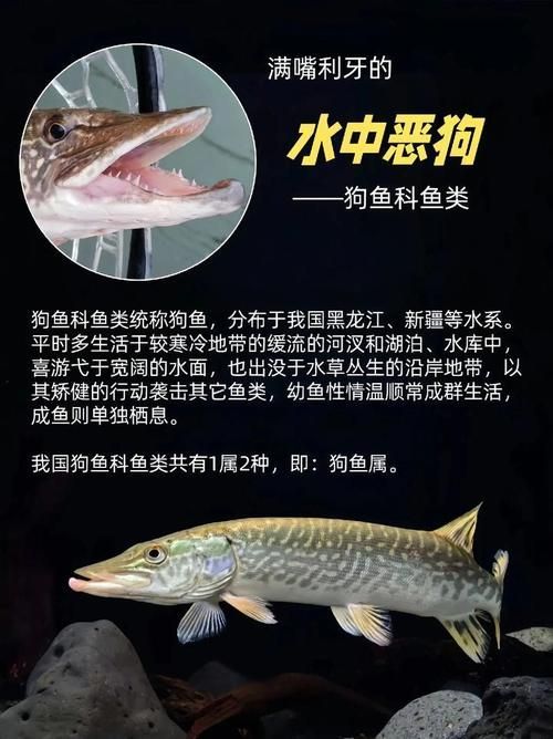 平頂山水族批發市場