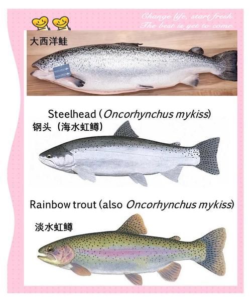 喀什地區(qū)觀賞魚(yú)批發(fā)市場(chǎng)