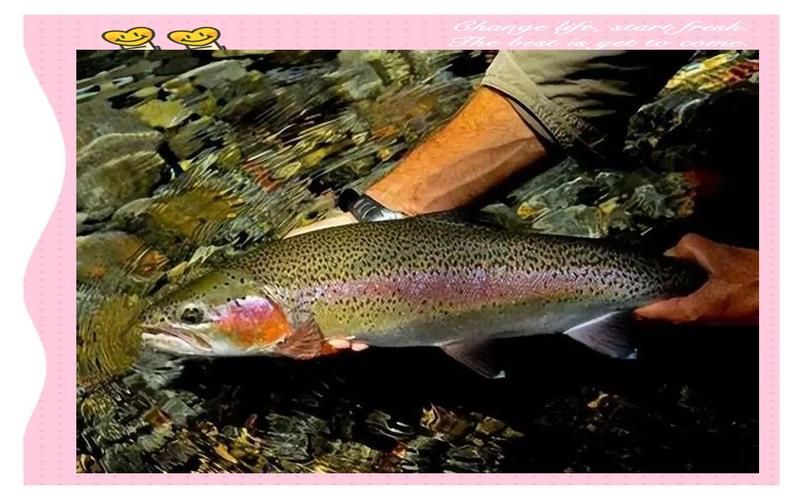 喀什地區(qū)觀賞魚(yú)批發(fā)市場(chǎng)