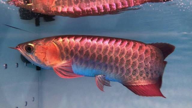 益陽水族批發(fā)市場