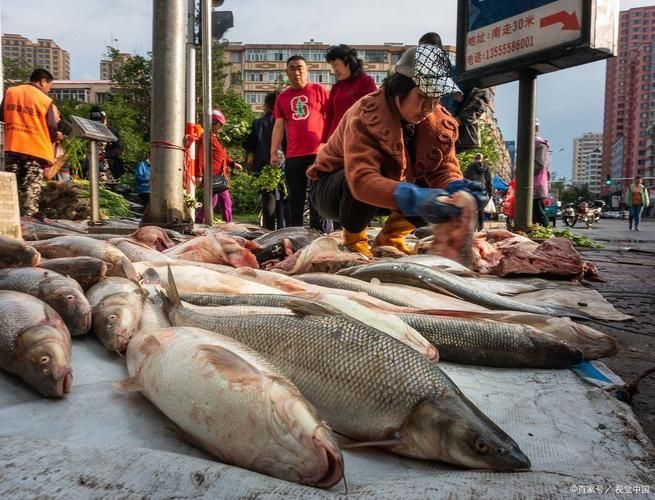 宜賓龍魚批發市場