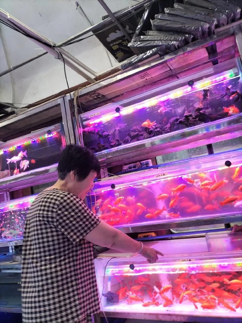 宜昌觀賞魚批發(fā)市場