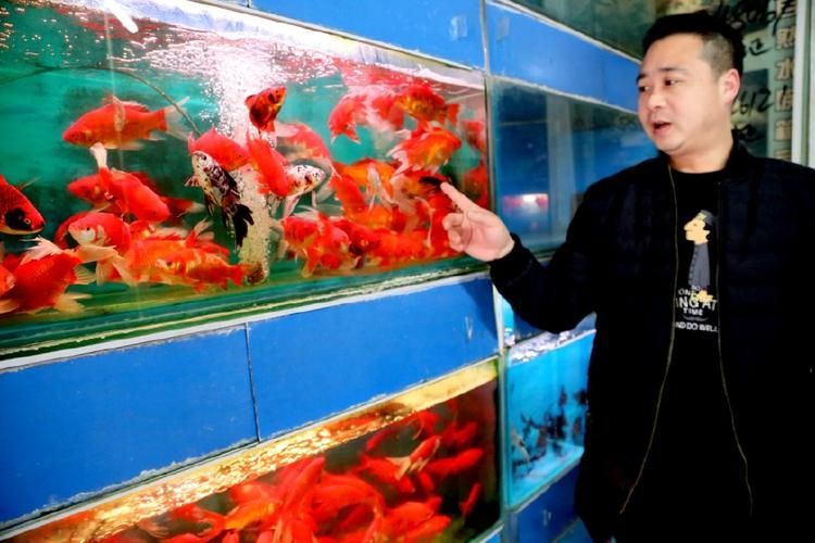 宜昌觀賞魚批發市場