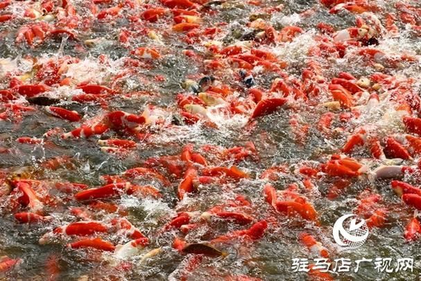 駐馬店水族批發市場