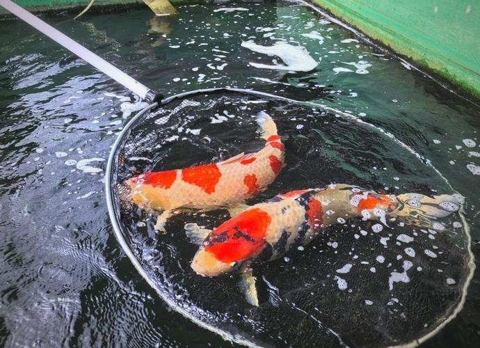 駐馬店水族批發市場