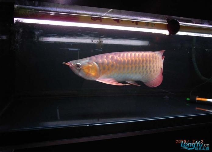 吉林龍魚批發(fā)市場 吉林龍魚批發(fā)市場 vs祥龍魚場 第18張
