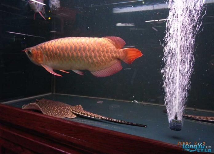 吉林龍魚批發(fā)市場 吉林龍魚批發(fā)市場 vs祥龍魚場 第17張