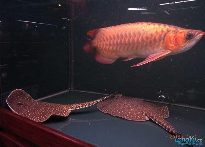 吉林龍魚批發(fā)市場 吉林龍魚批發(fā)市場 vs祥龍魚場 第15張