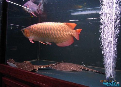 吉林龍魚批發(fā)市場 吉林龍魚批發(fā)市場 vs祥龍魚場 第16張