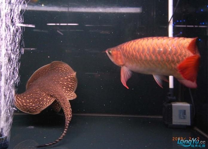 吉林龍魚批發(fā)市場 吉林龍魚批發(fā)市場 vs祥龍魚場 第19張